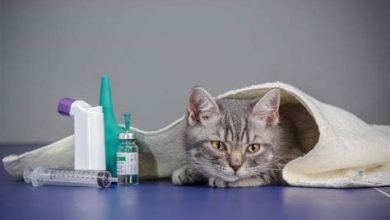Kedilerde Sık Görülen Sağlık Problemleri ve Çözümleri